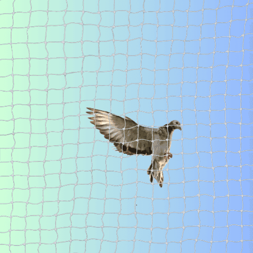 Step By Step Installation Guide of Pigeon Net