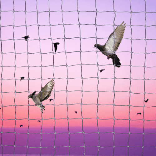 Top 4 Benefits of Installing Bird Nets on Your Balcony