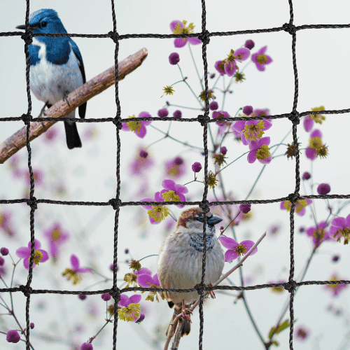 Guide To Choose The Best Pigeon Net
