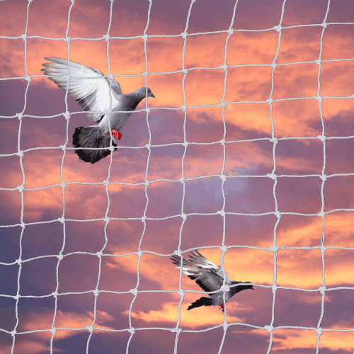 Master the Art of Bird Netting: Key Dos and Don’ts for a Flawless Setup