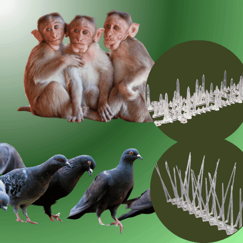 How Useful Are Monkey Spikes & Bird Spikes?