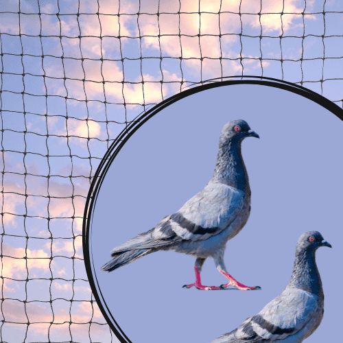 Why Bird Nets Are a Humane Solution for Bird Control