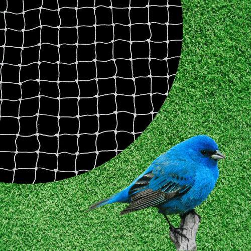 A Complete Guide to Choosing the Right Bird Net for Your Space