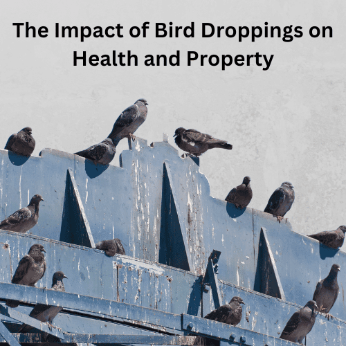 The Impact of Bird Droppings on Health and Property – And How Bird Nets Can Help
