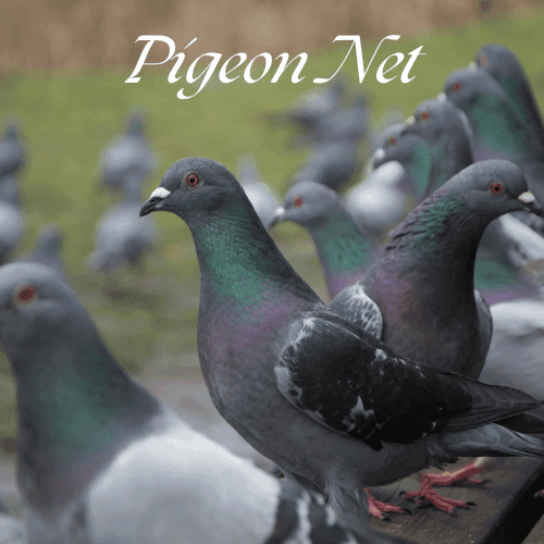How Pigeon Nets Help in Preventing Structural Damage to Buildings